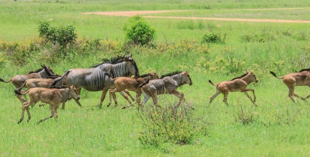 Calve Season serengeti