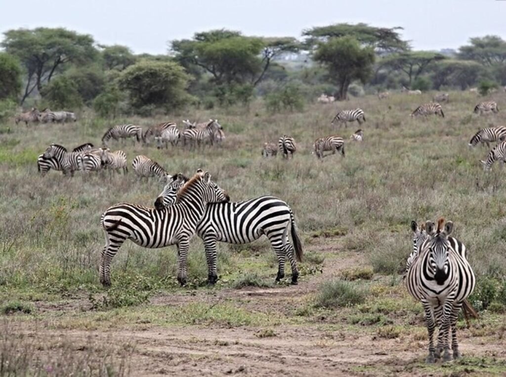 Tanzania_safari