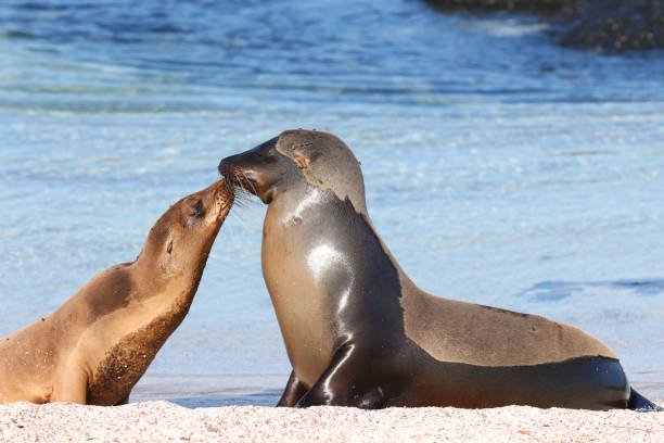Galapagos sea lion