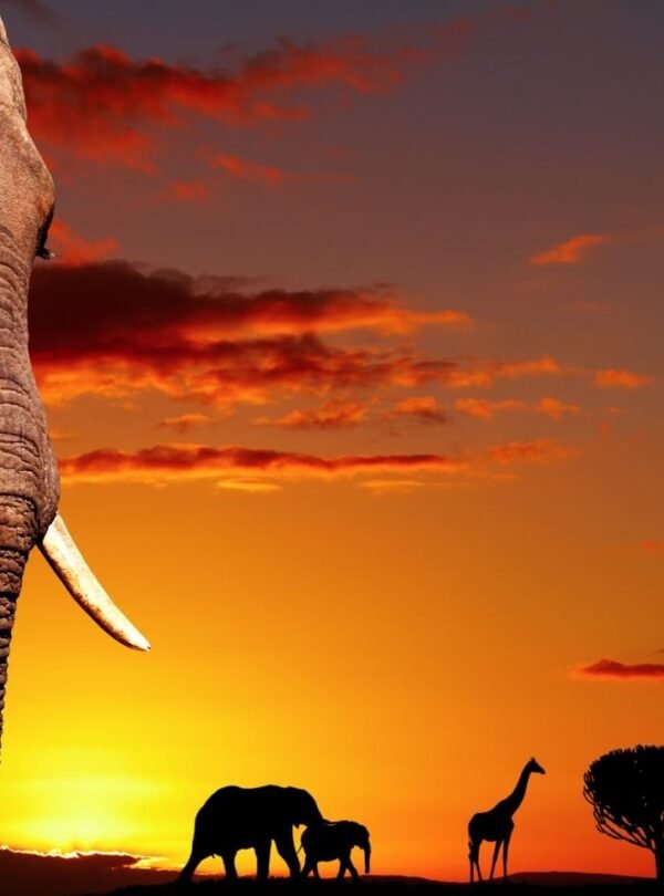 Tanzania Safari Sunset